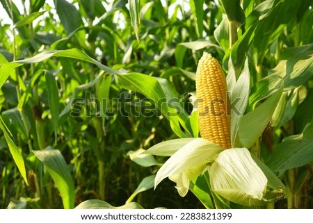 Close-up corn cobs in corn plantation field. Royalty-Free Stock Photo #2283821399