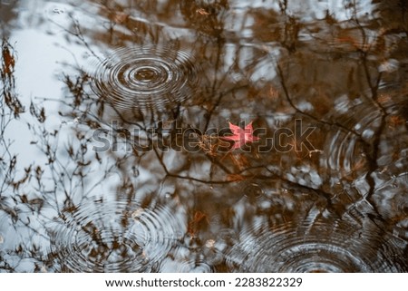 Maple leaf floating in a pond with water waves Royalty-Free Stock Photo #2283822329