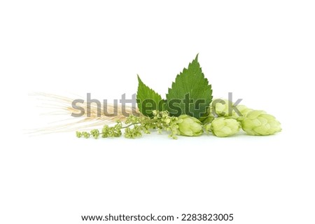 Hop cones and hop flowers on fresh green branch with leaf isolated on a white background Royalty-Free Stock Photo #2283823005