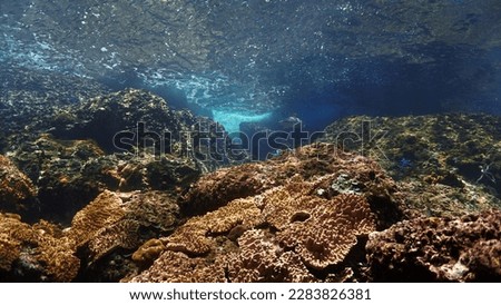 Underwater photo of a Blacktip reef shark at a coral reef in beautiful light.