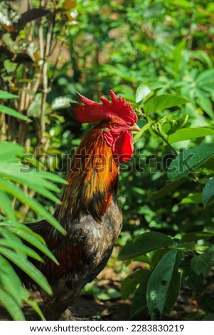 
the rooster around the plant looks in contrast to the leaves behind it