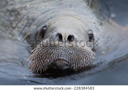The portrait of young walrus a closeup