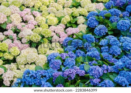 Hydrangea macrophylla (Hortensia group) flowers field blooming in natural garden background Royalty-Free Stock Photo #2283846399