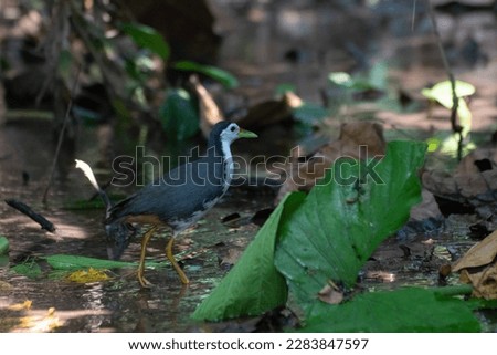 Kareo bird is a bird species that belongs to the Rallidae family. Usually these birds live in swamps, rice fields, mangrove forests and of course in areas that smell wet. Royalty-Free Stock Photo #2283847597