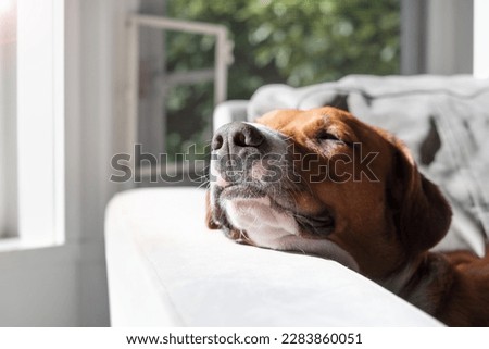 Dog with head on arm rest of chair enjoying the sun shining. Relaxed puppy dog sleeping or resting with elevated head position. 1 year old female Harrier mix dog, short hair. Selective focus on nose. Royalty-Free Stock Photo #2283860051