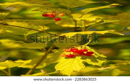 autumn, sketch of autumn in the photo, yellow burgundy red leaves, summer petition, joyful pictures