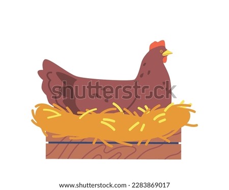 Feathered Chicken Perched On A Nest Constructed Of Twigs, Grass, And Leaves Isolated on White Background