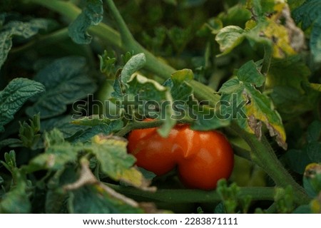Red tomato in the foliage close-up, soft focus. Ripe tomato on a background of greenery in the garden.