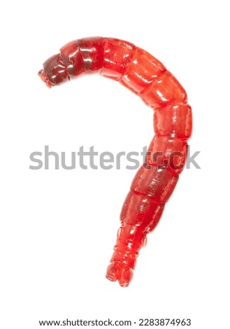 Red bloodworm isolated on white background. Macro.