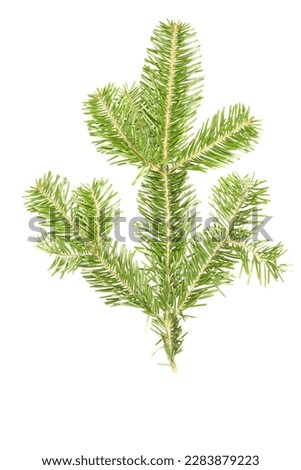 Spruce branch isolated on white background. High resolution photo. Full depth of field. 