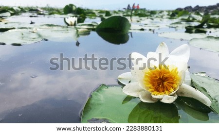 Beautiful White Lily HD Picture