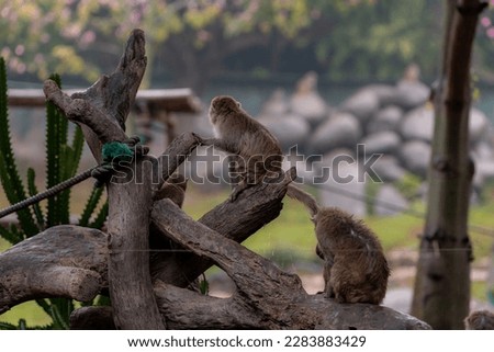 The Assam macaque or Assamese macaque, Macaca assamensis