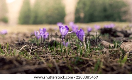 Beautiful crocuses and fresh blades of grass symbolizing the beginning of spring in Podhale. Blurred mountains in the background. Koscielisko, Poland.