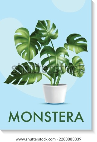 Monstera home plant vector poster