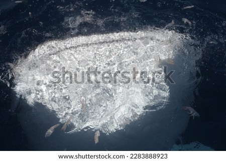 Whale shark (Rhincodon typus) is a big fish in the sea. Whale Shark swimming in the warm waters of Botubarani, Gorontalo.