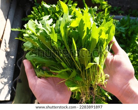 Woman's hands holding fresh green arugula growing in the garden Royalty-Free Stock Photo #2283891897