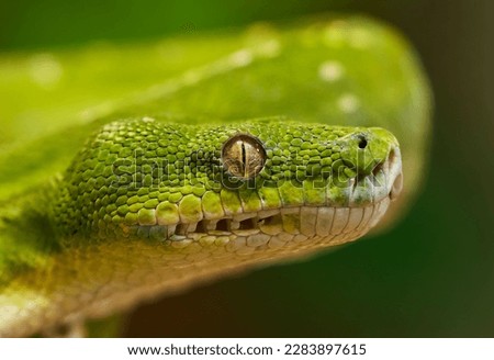 Green Snake, Snake: Any member of about 19 reptile families (suborder Serpentes, order Squamata) that has no limbs, voice, external ears, or eyelids, only one functional lung, and a long, slender body Royalty-Free Stock Photo #2283897615
