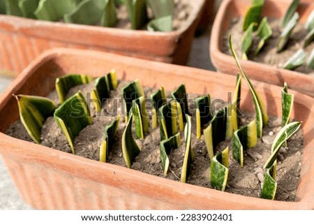 Sanseveria trifasciata leaf cuttings in a pot. selective focus with blur background Royalty-Free Stock Photo #2283902401