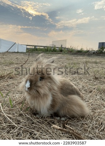 In the summer, the lion-headed rabbit stands amid the parched fields. on the periphery