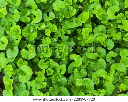 Background image of Centella asiatica plant as a wallpaper.