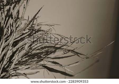 Closeup of dried flowers bouquet and sunlight shadows at neutral beige wall. Aesthetic floral background