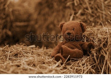 Brown teddy bearon the hay