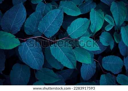 blue japanese knotweed plant leaves in wintertime, blue background