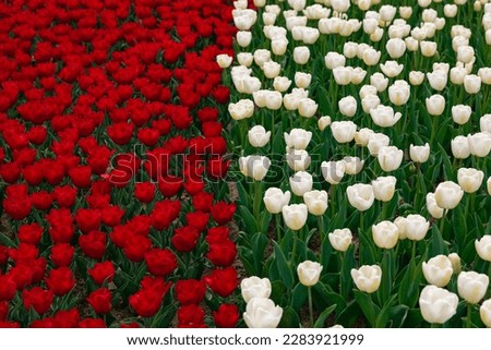 Red and white tulips in full frame view. Spring flowers background photo.