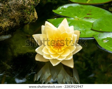 Dwarf water lily, Nymphaea Pygmaea Helvola, yellow flower in small garden pond Royalty-Free Stock Photo #2283922947