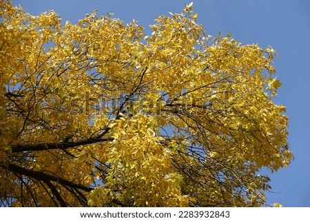 Thick branch of Fraxinus pennsylvanica  with amber yellow autumnal foliage against blue sky in October