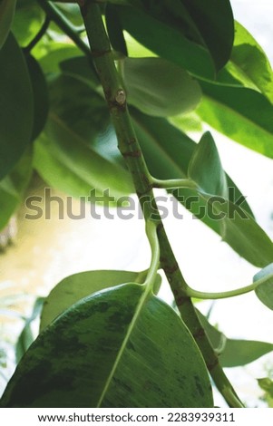 Closeup of ficus elastica green leaves. Tropical conceptual background. Selective focus.