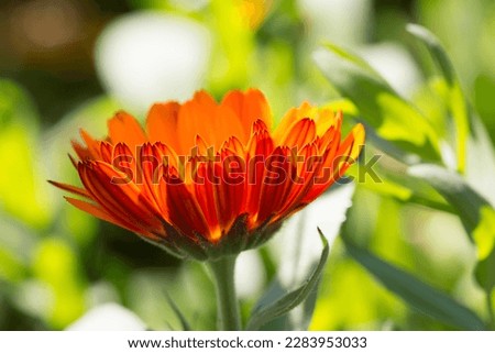 wonderful bright orange blossom of a  flower in front of green