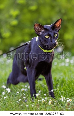 Black oriental cat with a leash on a green meadow.