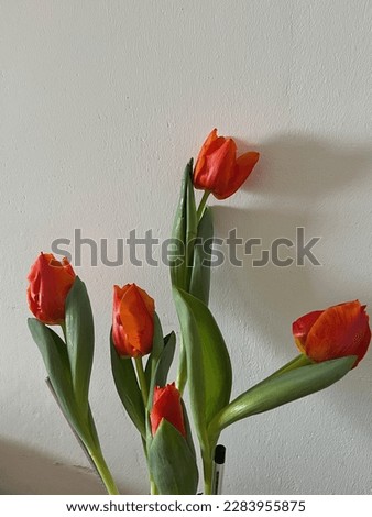 In this photo you can see some beautiful orange tulips. The petals of the flowers have a wonderful orange color . Great picture for phone wallpapers. The first tulips of spring. Women’s day.