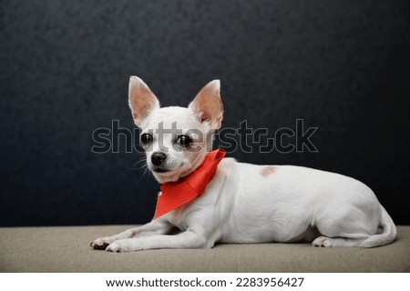A chihuahua dog lies sideways on a gray couch with a bright red ribbon around its neck in the form of a small tie.