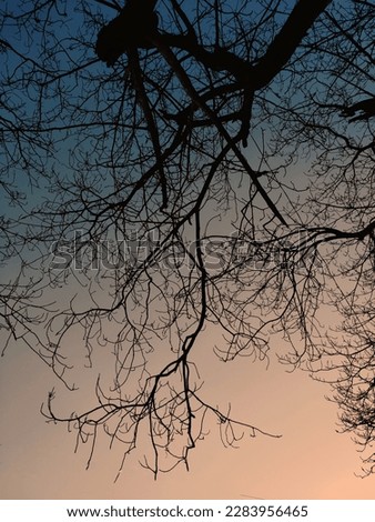 "A leafless tree under the sky, a scene of the evening twilight." It looked very beautiful and enchanting. You can use it according to your preference. Focal Length: 6.59mm
Aperture: 1.78