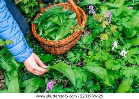 a person picking fresh wild garlic