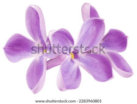 lilac flower isolated on white background, full depth of field, clipping path Royalty-Free Stock Photo #2283960801