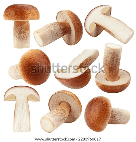 mushroom, boletus edulis, porcini, king bolete, isolated on white background, clipping path, full depth of field Royalty-Free Stock Photo #2283960817
