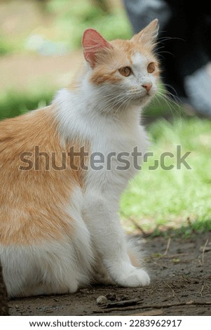 object Orange Tabby cat walking outside on the grass photography