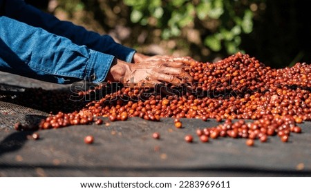 Female farmer hands collect Arabica coffee beans and dry the organic coffee beans before roasting and making coffee. Royalty-Free Stock Photo #2283969611