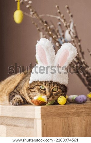 Cute kitty looks at the camera in a bunny costume. The cat is lying on a wooden background wearing a cute hat with bunny ears. Happy Easter concept