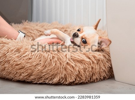 A small chihuahua dog is lying in a dog bed. The owner's hand scratches the dog. The photo is blurred. High quality photo