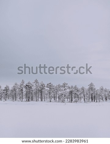 Snowy Pine Trees And Frozen Lake In Winter Wonderland Bog
