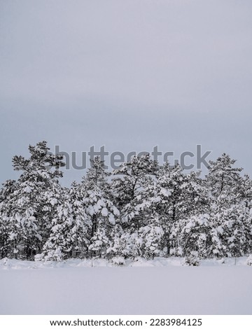 Snowy Pine Trees In Winter Wonderland Bog