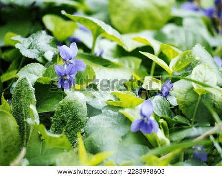 A close-up of a fresh, violet viola flower blooming in the garden; its green leaves and blurred petals capturing beauty in nature.