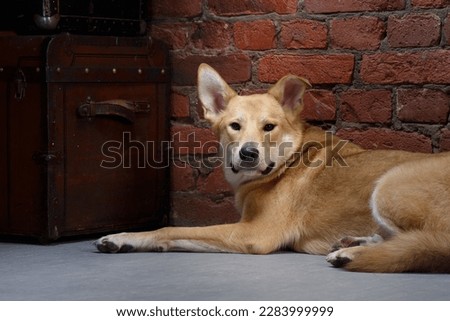 dog against the backdrop of a brick wall in the loft interior. Pet indoors 