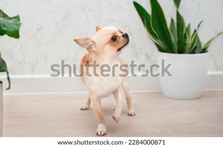 A small chihuahua dog is standing near the green vases in the room. The dog looks away attentively and scared. The photo is blurred. High quality photo