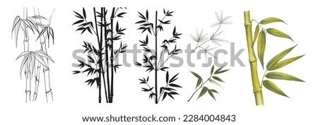 Set of differents bamboo branches on white background. Watercolor, line art, outline illustration.