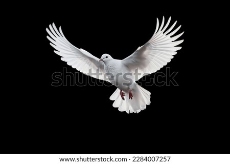 White dove flying on black background and Clipping path .freedom concept and international day of peace  Royalty-Free Stock Photo #2284007257